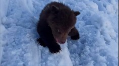Medvieďa uzavrel v Tatrách celú dolinu. Skotúľal sa až k turistom a zúfalo hľadal mamu
