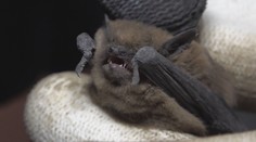 Sú neškodné, no dokážu nahnať strach. Do bytovky v Dubnici nad Váhom sa nasťahovali nečakaní nájomníci