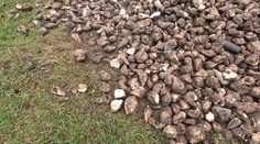 Poľovníci sa sťažujú, že odkedy funguje aplikácia s evidenciou vnadísk, sabotéri im ničia posedy