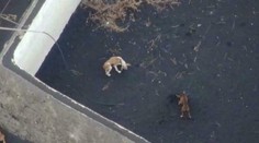 Láva na ostrove La Palma uväznila psov na malom „ostrove“. Aby nezomreli, kŕmia ich dronmi