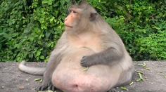 Turisti kŕmili opicu svojím jedlom. Narástol jej obrovský pupok