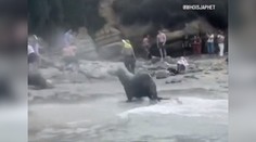 VIDEO: Krik a strach. Na dovolenkárov sa vrhli morské levy