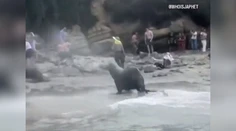 VIDEO: Krik a strach. Na dovolenkárov sa vrhli morské levy