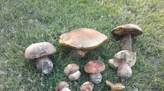 Už rastú! Na Záhorí sa objavili prvé dubáky