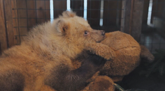 Malé medvieďa niekto utýral takmer k smrti. Život mu zachránili dobrí ľudia zo Zázrivej