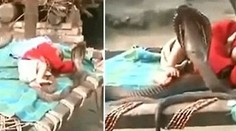 Neuveriteľné video: Spiace batoľa strážia jedovaté kobry