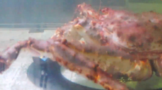 Krab Petrovič sa opäť činil. Takto vidí dnešný zápas Slovenska so Švédskom