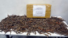 Colníci našli v balíkoch 2000 pašovaných mŕtvych morských koníkov