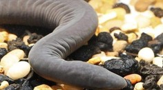 Na Floride sa zabýval nový invazívny druh. Ide o pomerne kuriózneho tvora