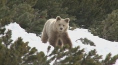 Na lyžovačke na Štrbskom Plese mali ľudia zážitok: Na zjazdovke stretli medveďa