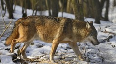 Počty vlkov v Beskydách stagnujú. Môžu za to najmä slovenskí poľovníci