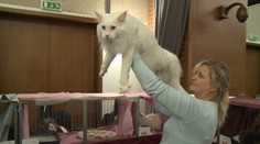 V Banskej Bystrici sa stretli najväčšie mačky na svete