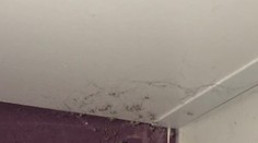 Hororový zážitok počas upratovania, z chumáča prachu sa vykľula armáda pavúkov