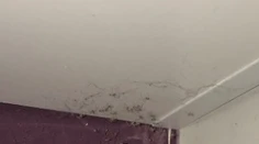 Hororový zážitok počas upratovania, z chumáča prachu sa vykľula armáda pavúkov