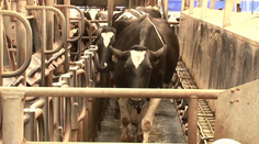 Slovenskí mliekari sú zúfalí. Prichádza ale investícia, ktorá to má zmeniť