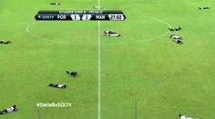 VIDEO: Votrelci na ihrisku prerušili zápas. Fanúšikovia v tom tentoraz boli nevinne