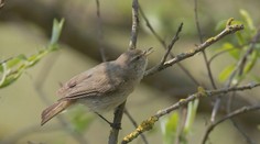 V našich končinách pristál vzácny imigrant. Slovenskí ornitológovia jasajú