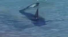 VIDEO: Zdesenie na Slovákmi vyhľadávanom ostrove. V blízkosti pláže plával žralok