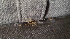 Štípu aj v kinách, školách či vo vlakoch. Vo Francúzsku na ľudí útočia malé, no poriadne drzé predátory