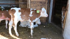 Chovatelia kritizujú výber lokalít na likvidáciu zvierat. Ohrozuje to podľa nich strategické chovy