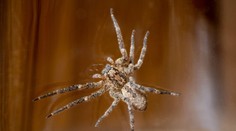 Pavúk s hororovým názvom sa udomácnil v strednej Európe. Výskyt hlásia okolité štáty a videli ho aj u nás