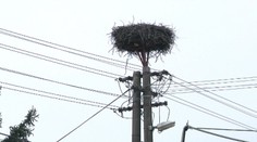 Máte pred domom hniezdo bociana? Na jar tam už nemusí byť