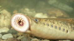 V Jadranskom mori sa na loď prisal ojedinelý parazit. Pre okolie je hrozbou