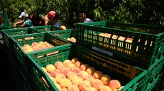 Úrodu ovocia zničilo počasie. Pozrite si v prehľadnej tabuľke, o koľko menej ho tento rok dopestujeme