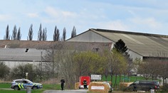 Na Slovensku neevidujú nové ohnisko slintačky a krívačky. V Plaveckom Štvrtku začali s utrácaním dobytka