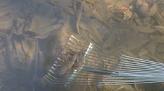 Záhada alebo nedbanlivosť? Severovýchod Slovenska postihlo náhle uhynutie rakov