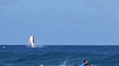 VIDEO: Unikát, zážitok do konca života. Surfistky prišiel na olympiáde podporiť netradičný fanúšik