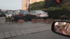 VIDEO: Bratislavčania zostali poriadne zaskočení. Po Kramároch sa prechádzalo veľké stádo diviakov