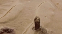 Pozrite si, ako sa loví mušľa, ktorá pripomína penis