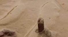 Pozrite si, ako sa loví mušľa, ktorá pripomína penis