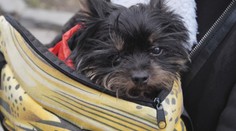 Ranné venčenie psíka ich „vyšlo“ na 1 450 eur. Anna opísala desivé momenty pri obyčajnej prechádzke