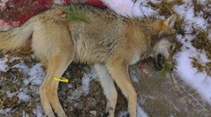 Ochranári obvinili poľovníkov z necitlivého odstrelu vlkov. Na smrť vraj odsúdili celú svorku