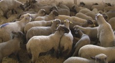Na verejnosť sa dostali zábery krutého prevozu jahniat, ochranári hovoria o stredovekých metódach