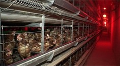 Prieskum ukázal, akú hydinu jedávame v reštauráciach