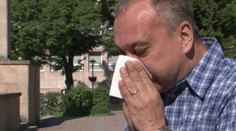 Peľová sezóna v plnom prúde: Neliečení alergici sú v ohrození
