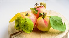 Klimatické zmeny na severe Slovenska prospievajú poľnohospodárstvu