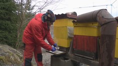 Včelári kedysi v zime oddychovali, dnes otvárajú úle aj pred Vianocami. Môže za to nebezpečný parazit