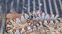 Výskyt salmonelózy u malých detí stúpa. Vedci zistili, že ju prenášajú aj exotické zvieratá