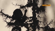 Ekológovia bijú na poplach: Vymiera u nás vzácny živočích