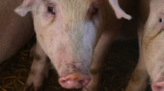 Odhalili o nich príšerné veci