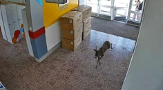 VIDEO: Študentka podržala dvere školy o chvíľu dlhšie. To, čo nasledovalo, pobavilo internet