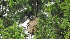 Dobrodružstvo na obľúbenej atrakcii sa skončilo tragédiou. Otca so synom zabil roj obrovských sršňov