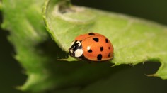 Lienok z Ázie je príliš veľa, spôsobujú problémy ľuďom aj pestovateľom