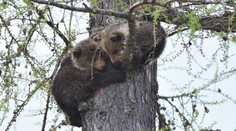 Ďalšiu dedinu trápi pohyb medvedice v blízkosti domov. Prechádza sa tade aj s mláďatami