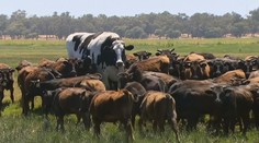Krava basketbalistka. Jej výška vás ohúri