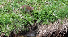 V európskych metropolách sa premnožili potkany. Experti za tým vidia dva dôvody